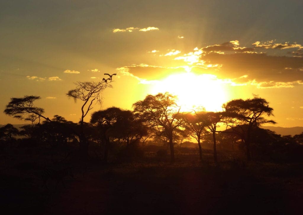 The Ultimate 1 Week Tanzania Safari Itinerary | Flashpack Journal